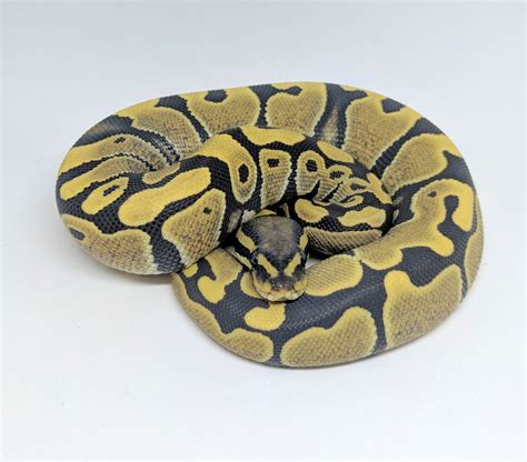 Image result for Desert Python