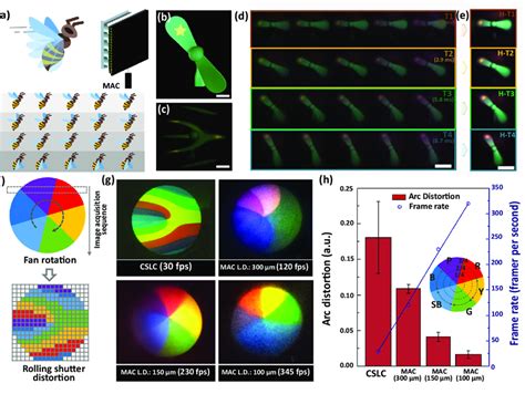 Image result for Imaging through a Microlens Array