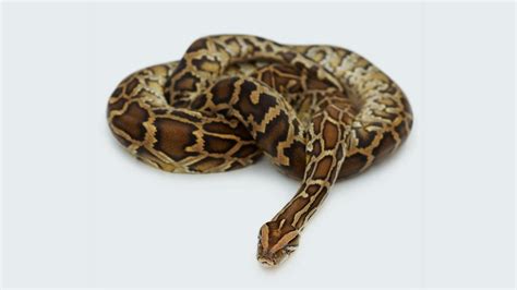 Image result for Big Pet Snakes