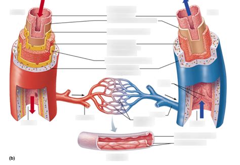 Image result for Microscopic Anatomy