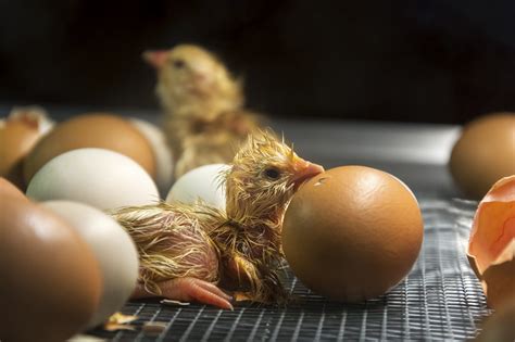 Java Chicken Hatching Eggs に対する画像結果