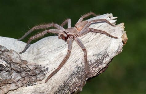Image result for Huntsman Spider Arizona