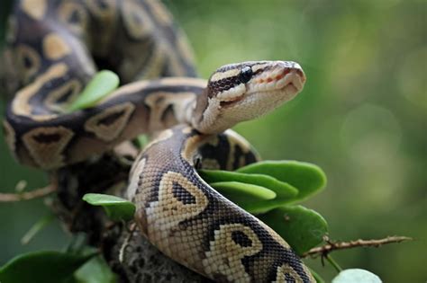 Image result for Ball Python Snake Profile Picture