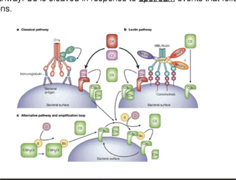 Image result for Common Complement Pathway