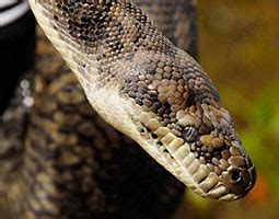 Image result for Coastal Carpet Python Size