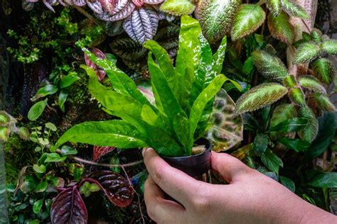 Toradh íomhá ar Secure Java Fern