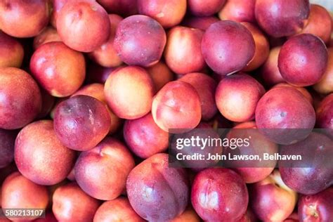 Image result for Nectaries Photo