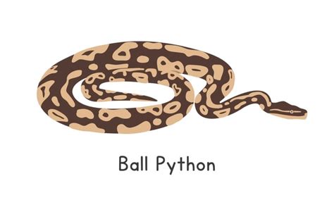 Ball Python Vectorized માટે ઇમેજ પરિણામ