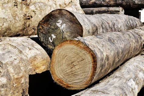 Single Tree Log に対する画像結果