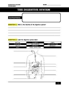 Image result for Digestive System WebQuest Answer Key