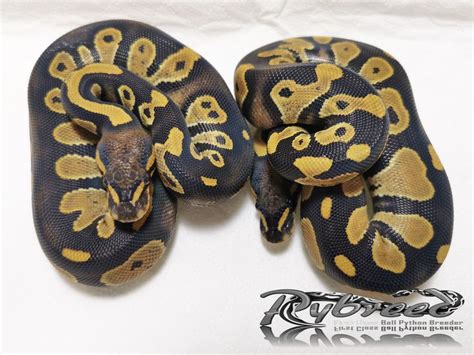 תוצאת תמונה עבור Desert Python Skin