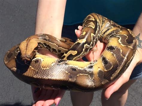 Afbeeldingsresultaten voor Borneo Short Tail Python