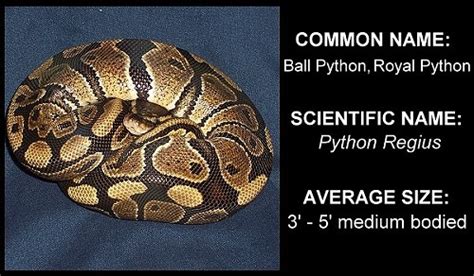 Image result for Ball Python Latin Name