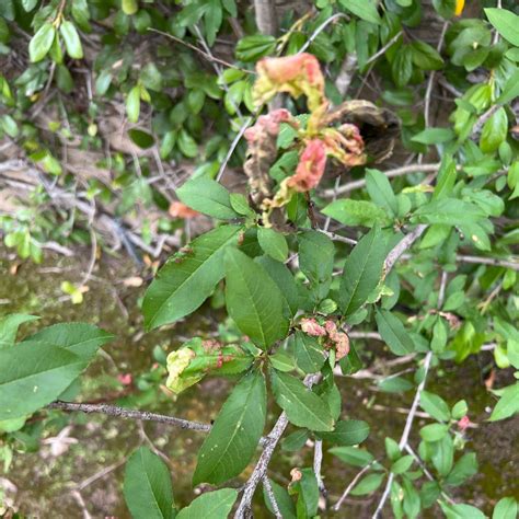 Image result for Nectarine Tree Varieties