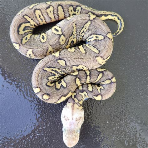 Image result for Bamboo Stranger Ball Python