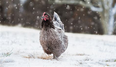 Toradh íomhá ar How Do Chickens Stay Warm in the Winter