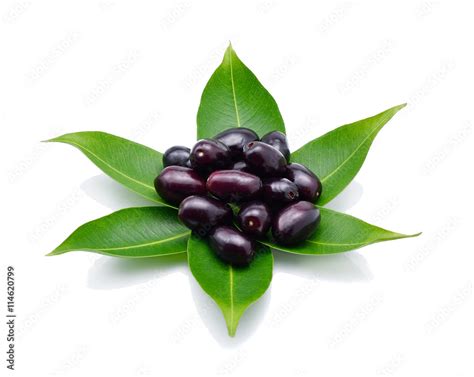 Image result for Java Plum