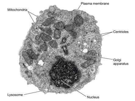 Image result for Electron Micrograph of a Typical Cell