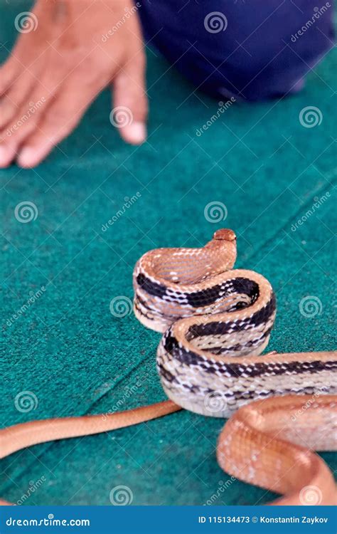 When Snakes Attack Humans に対する画像結果