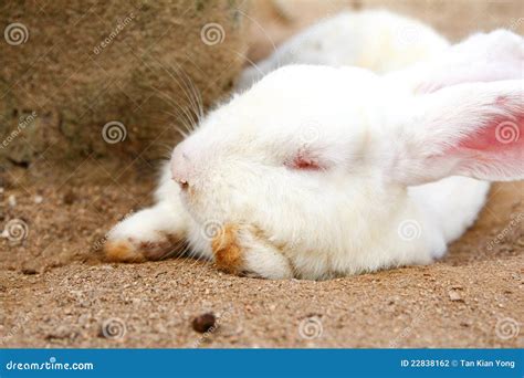 Image result for Sleeping Rabbit Part 18