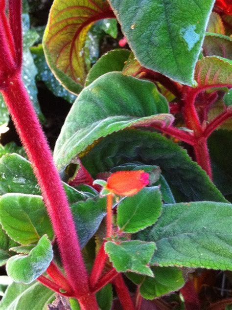 Image result for Plant with Red Stalk