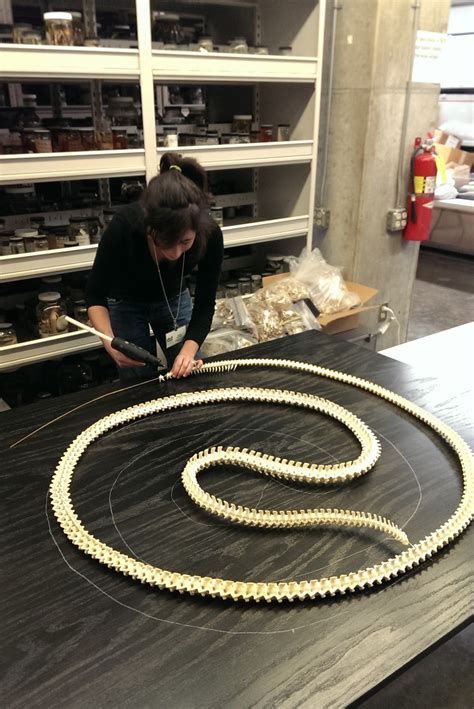 Burmese Python Anatomy に対する画像結果