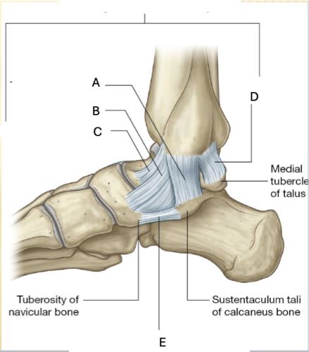 Image result for Subtalar Joint Anatomy