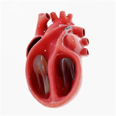 Image result for 3D Printed Heart Sections Diagram
