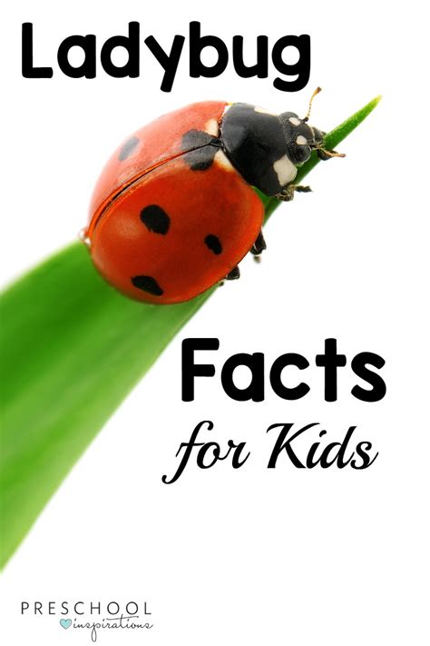 Image result for Ladybug Fun Facts for Kids