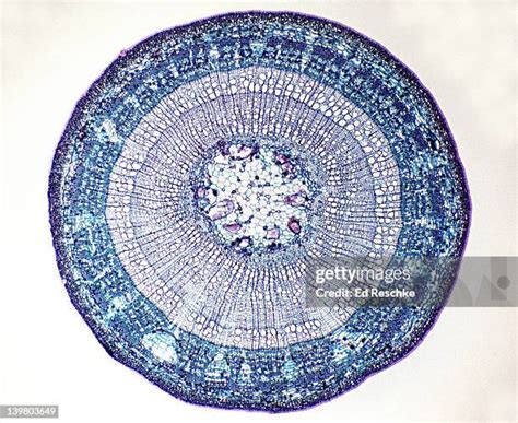 Toradh íomhá ar Photosynthesis Microscope