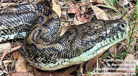 Image result for Coastal Carpet Python Size