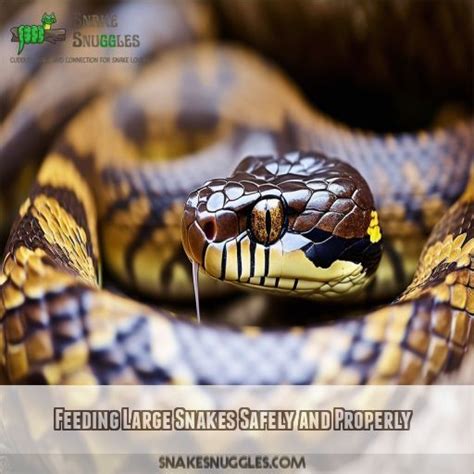 Image result for Big Pet Snakes