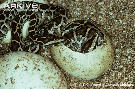 Image result for Burmese Python Hatchling