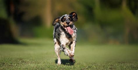 Image result for Dog Running in Fast Speed