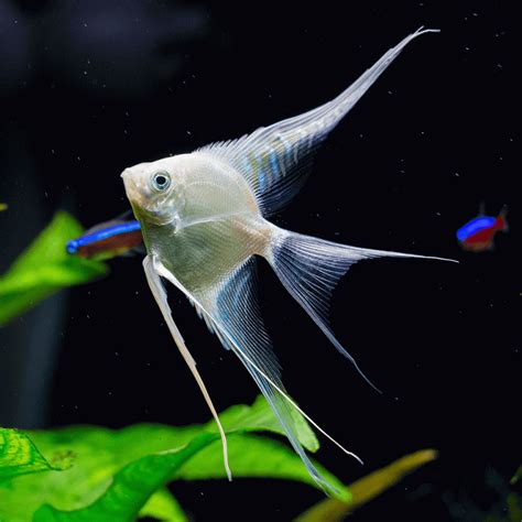 Altum Angelfish に対する画像結果