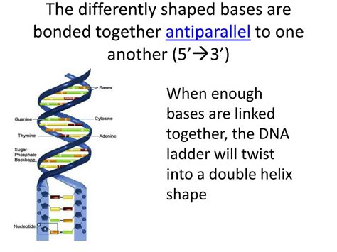 Image result for Parallel DNA Structure