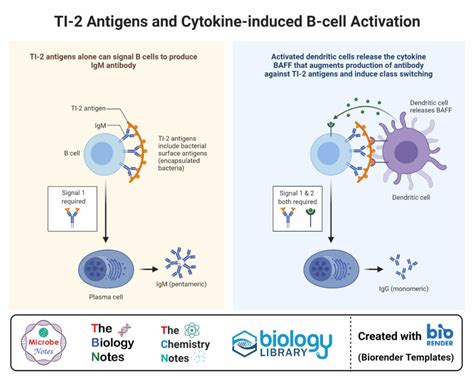 Toradh íomhá ar B-cell Activation Steps