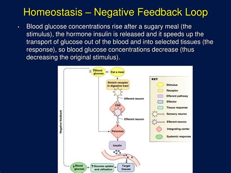 PPT - Introduction to Homeostasis: Body Systems and Cellular Functions ...