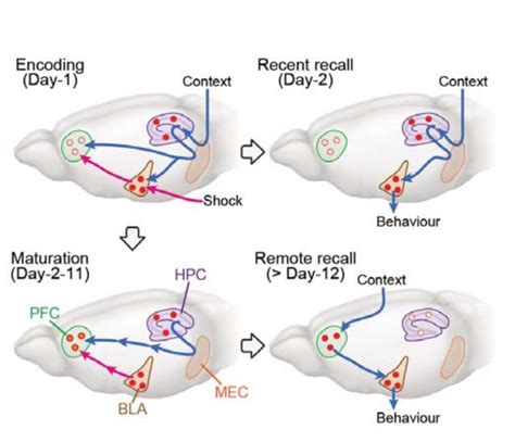 Image result for Memory Functional Circuits