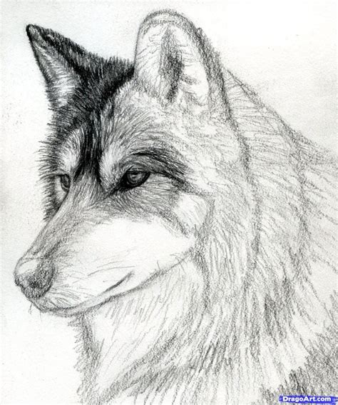Image result for Wolves Drawing