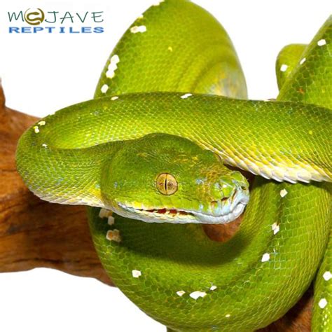 Image result for Green Tree Python Aru