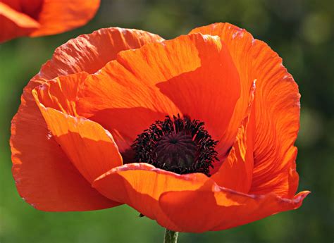 Image result for Poppy Varieties