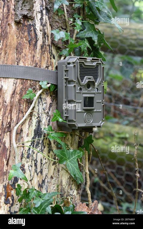 Image result for Trail Camera Mounted On Cactus