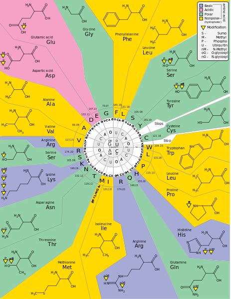 Image result for Codon Science