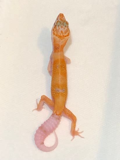 Image result for Ball Python and Leopard Gecko