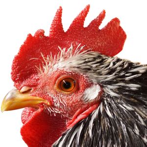 Chicken Ears に対する画像結果