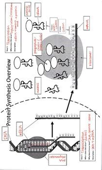 Image result for Protein Synthesis WebQuest Answer Key