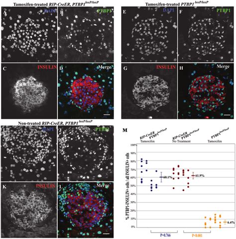 Afbeeldingsresultaten voor Creer Tarmoxifen