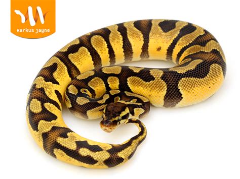 Enchi Royal Python に対する画像結果