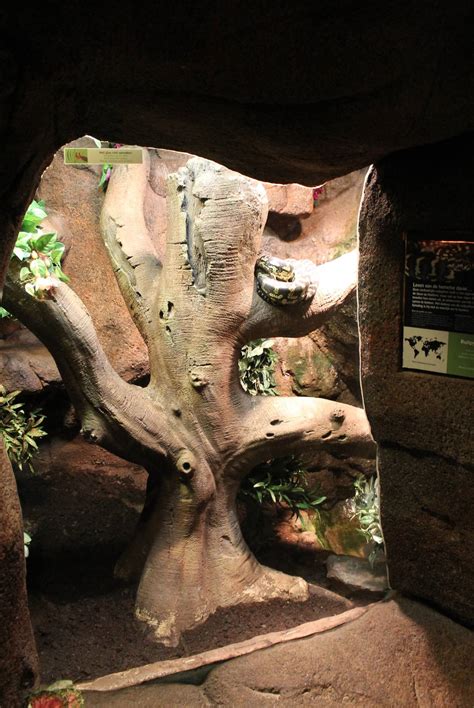 Image result for Python Zoo Enclosure